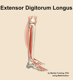The extensor digitorum longus muscle of the leg - orientation 9