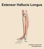 The extensor hallucis longus muscle of the leg - orientation 1