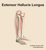 The extensor hallucis longus muscle of the leg - orientation 10