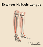 The extensor hallucis longus muscle of the leg - orientation 11