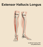 The extensor hallucis longus muscle of the leg - orientation 12