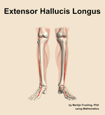 The extensor hallucis longus muscle of the leg - orientation 13