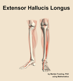 The extensor hallucis longus muscle of the leg - orientation 14