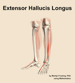The extensor hallucis longus muscle of the leg - orientation 15