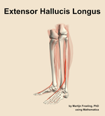 The extensor hallucis longus muscle of the leg - orientation 16