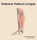 The extensor hallucis longus muscle of the leg - orientation 2