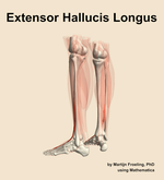 The extensor hallucis longus muscle of the leg - orientation 3