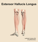 The extensor hallucis longus muscle of the leg - orientation 4