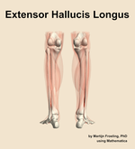 The extensor hallucis longus muscle of the leg - orientation 5