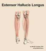 The extensor hallucis longus muscle of the leg - orientation 6