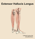 The extensor hallucis longus muscle of the leg - orientation 7
