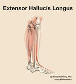 The extensor hallucis longus muscle of the leg - orientation 8