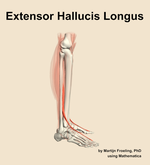 The extensor hallucis longus muscle of the leg - orientation 9