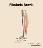 The fibularis brevis muscle of the leg - orientation 1
