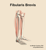 The fibularis brevis muscle of the leg - orientation 10