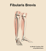 The fibularis brevis muscle of the leg - orientation 11