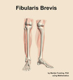 The fibularis brevis muscle of the leg - orientation 12