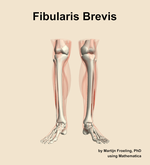 The fibularis brevis muscle of the leg - orientation 13