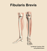 The fibularis brevis muscle of the leg - orientation 14