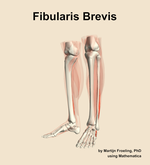 The fibularis brevis muscle of the leg - orientation 15