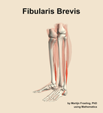 The fibularis brevis muscle of the leg - orientation 16