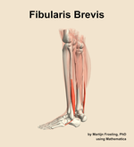The fibularis brevis muscle of the leg - orientation 2