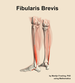 The fibularis brevis muscle of the leg - orientation 3