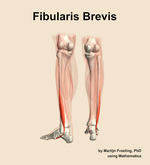 The fibularis brevis muscle of the leg - orientation 4