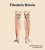 The fibularis brevis muscle of the leg - orientation 5