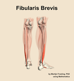 The fibularis brevis muscle of the leg - orientation 6