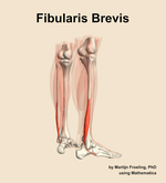 The fibularis brevis muscle of the leg - orientation 7