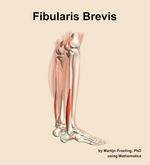 The fibularis brevis muscle of the leg - orientation 8