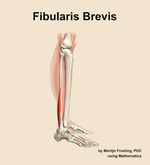 The fibularis brevis muscle of the leg - orientation 9