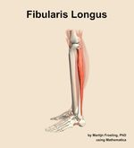 The fibularis longus muscle of the leg - orientation 1