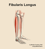 The fibularis longus muscle of the leg - orientation 10
