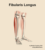The fibularis longus muscle of the leg - orientation 11