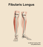 The fibularis longus muscle of the leg - orientation 12