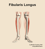 The fibularis longus muscle of the leg - orientation 13