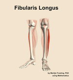 The fibularis longus muscle of the leg - orientation 14