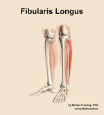 The fibularis longus muscle of the leg - orientation 15