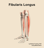 The fibularis longus muscle of the leg - orientation 16