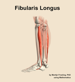 The fibularis longus muscle of the leg - orientation 2