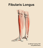 The fibularis longus muscle of the leg - orientation 3