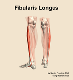 The fibularis longus muscle of the leg - orientation 4