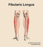 The fibularis longus muscle of the leg - orientation 5