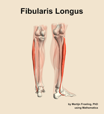 The fibularis longus muscle of the leg - orientation 6