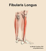 The fibularis longus muscle of the leg - orientation 7
