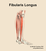 The fibularis longus muscle of the leg - orientation 8