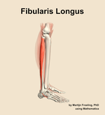 The fibularis longus muscle of the leg - orientation 9