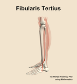 The fibularis tertius muscle of the leg - orientation 1